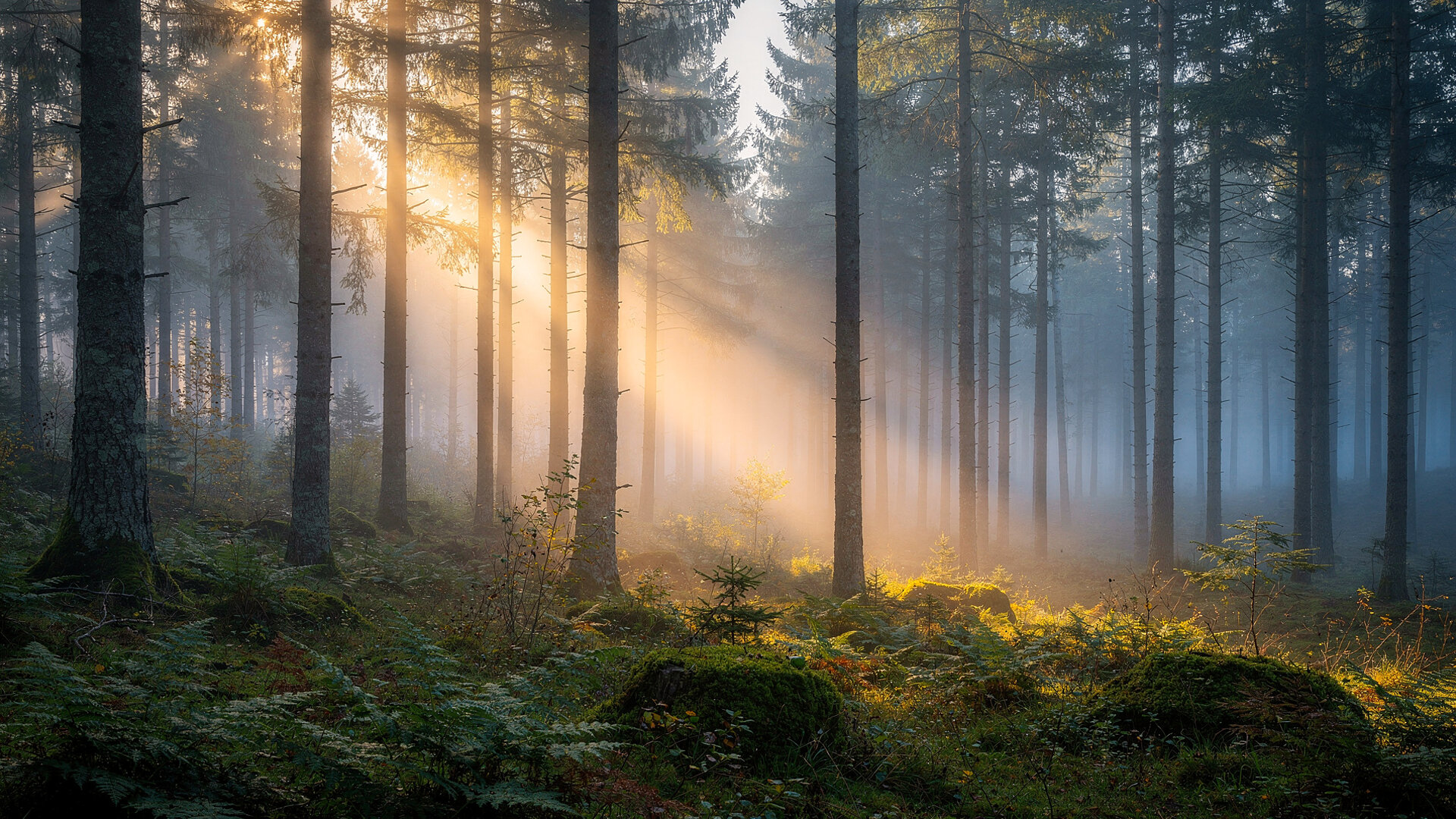 Paysage forestier brumeux du Jura au lever du soleil